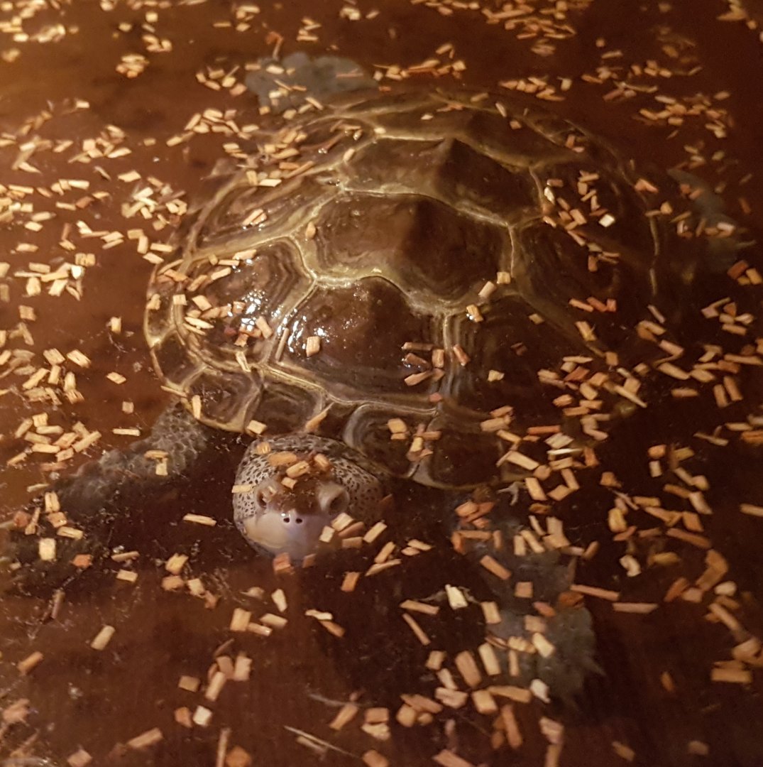 Diamondback terrapin- Malaclemys terrapin