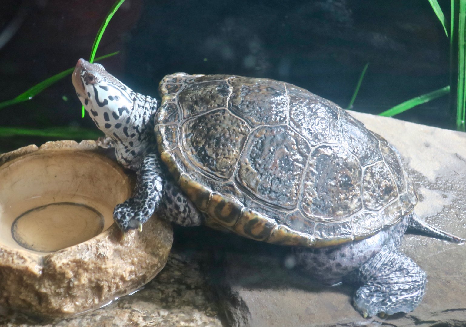 Diamondback Terrapin (Malaclemys terrapin)