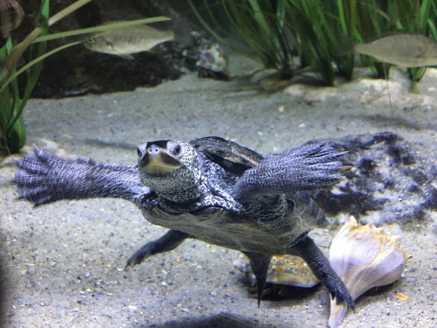 Diamondback Terrapin (Malaclemys terrapin)