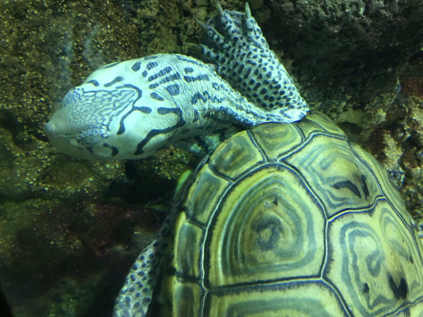 Diamondback Terrapin (Malaclemys terrapin)
