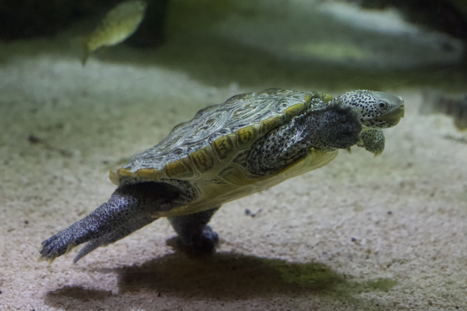 DIamondback Terrapin/ Malaclemys terrapin