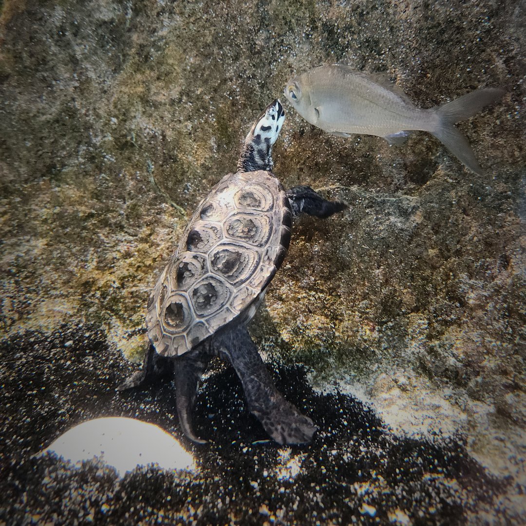 Diamondback Terrapin (Malaclemys terrapin)