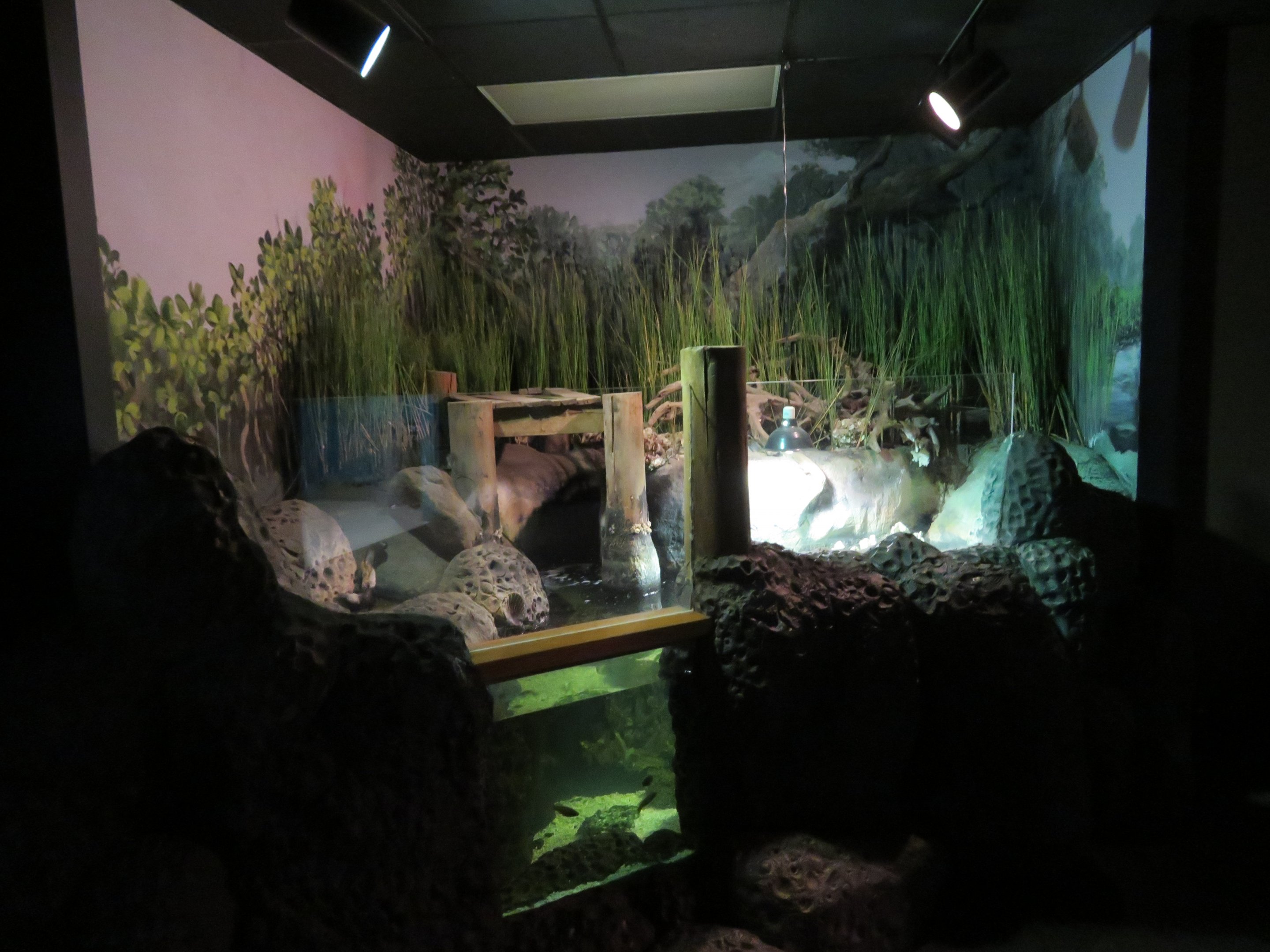 Diamondback Terrapin/Mummichog Tank