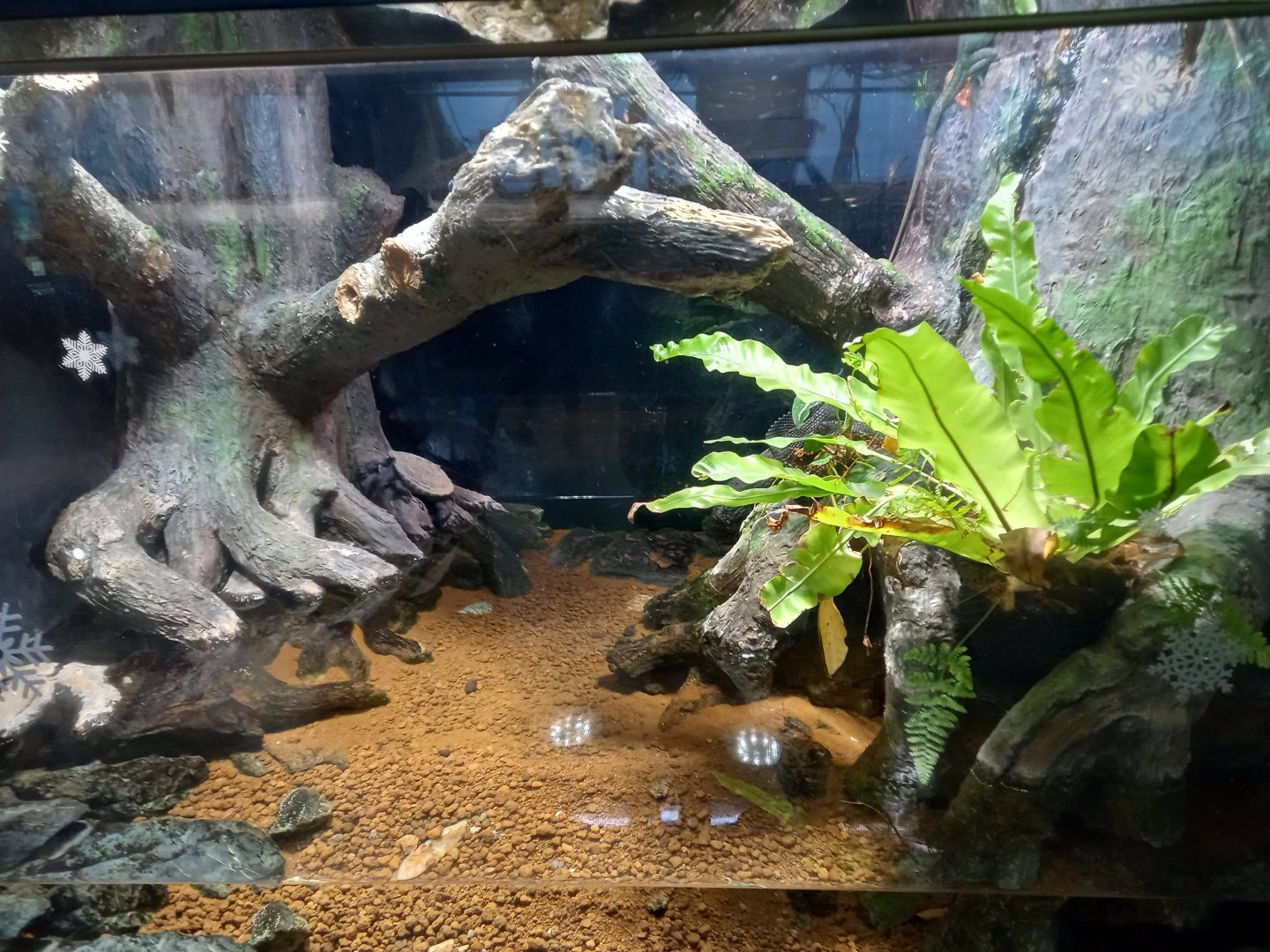 Diamondback Terrapin paludarium, Xpark Aquarium