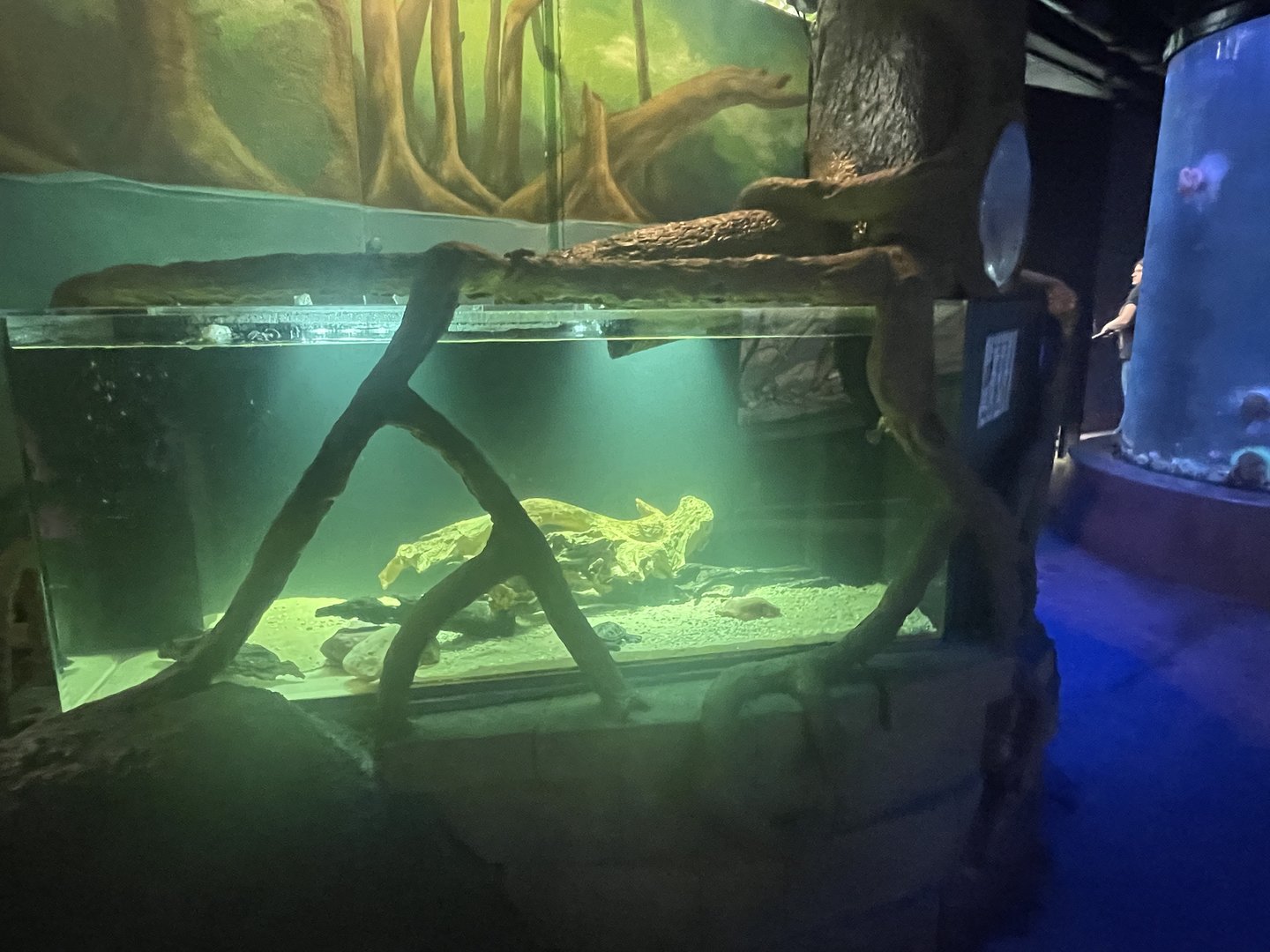 Diamondback Terrapin Tank