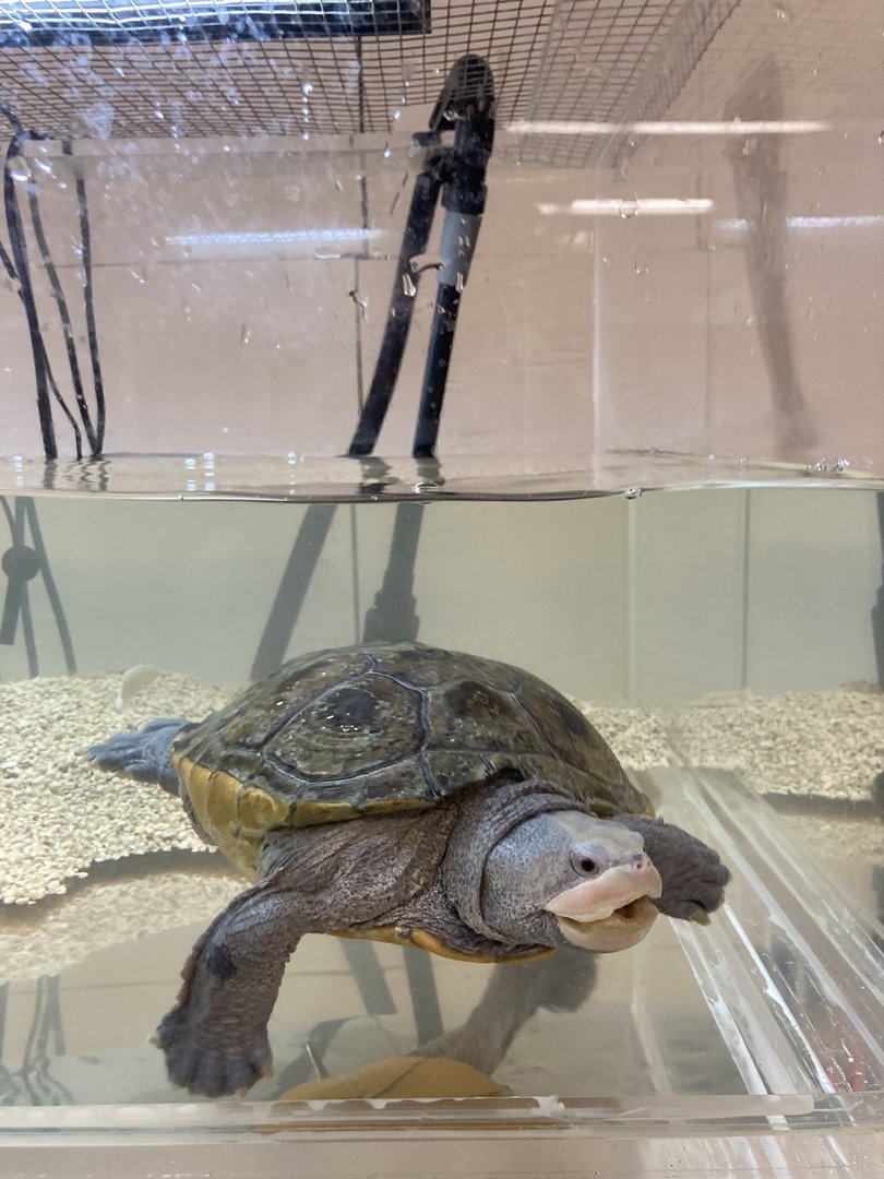 Diamondback Terrapin with deformity due to beak-rot