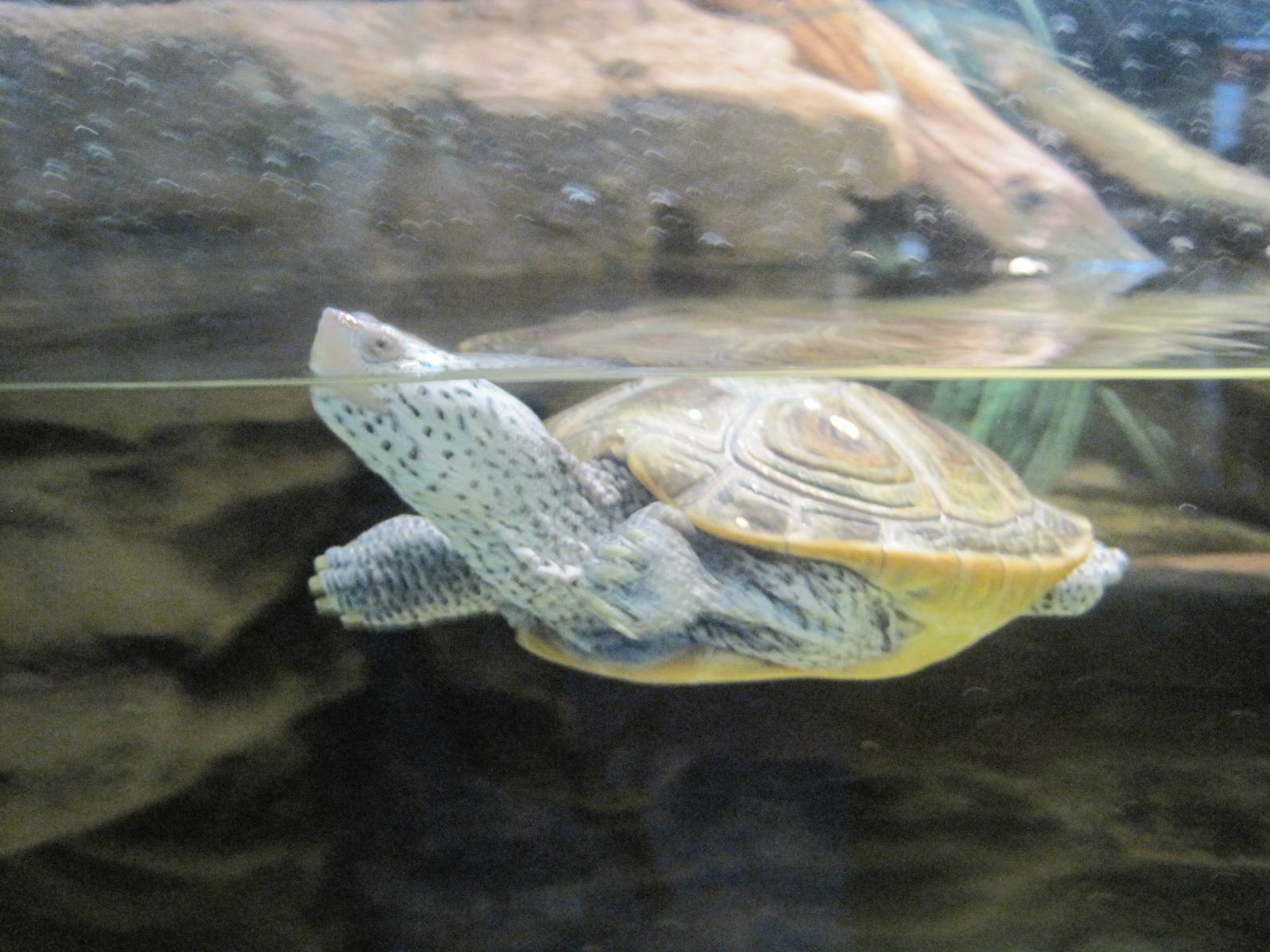 Diamondback Terrapin