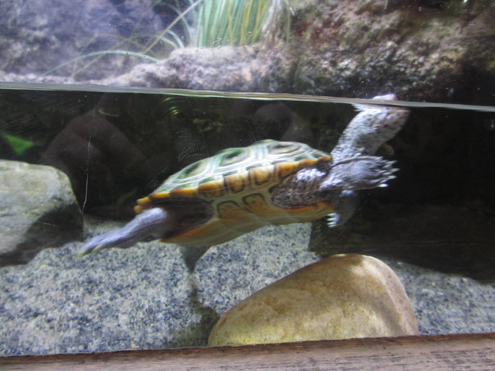 Diamondback Terrapin