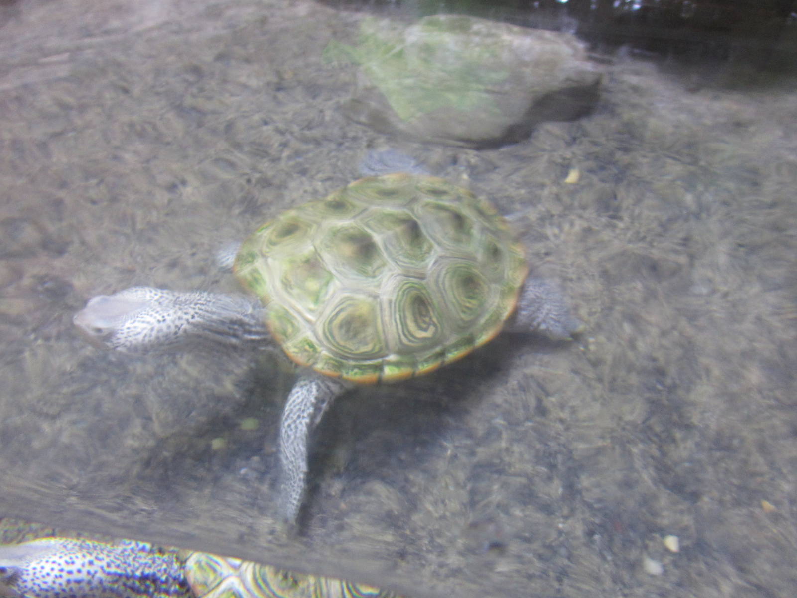 Diamondback Terrapin
