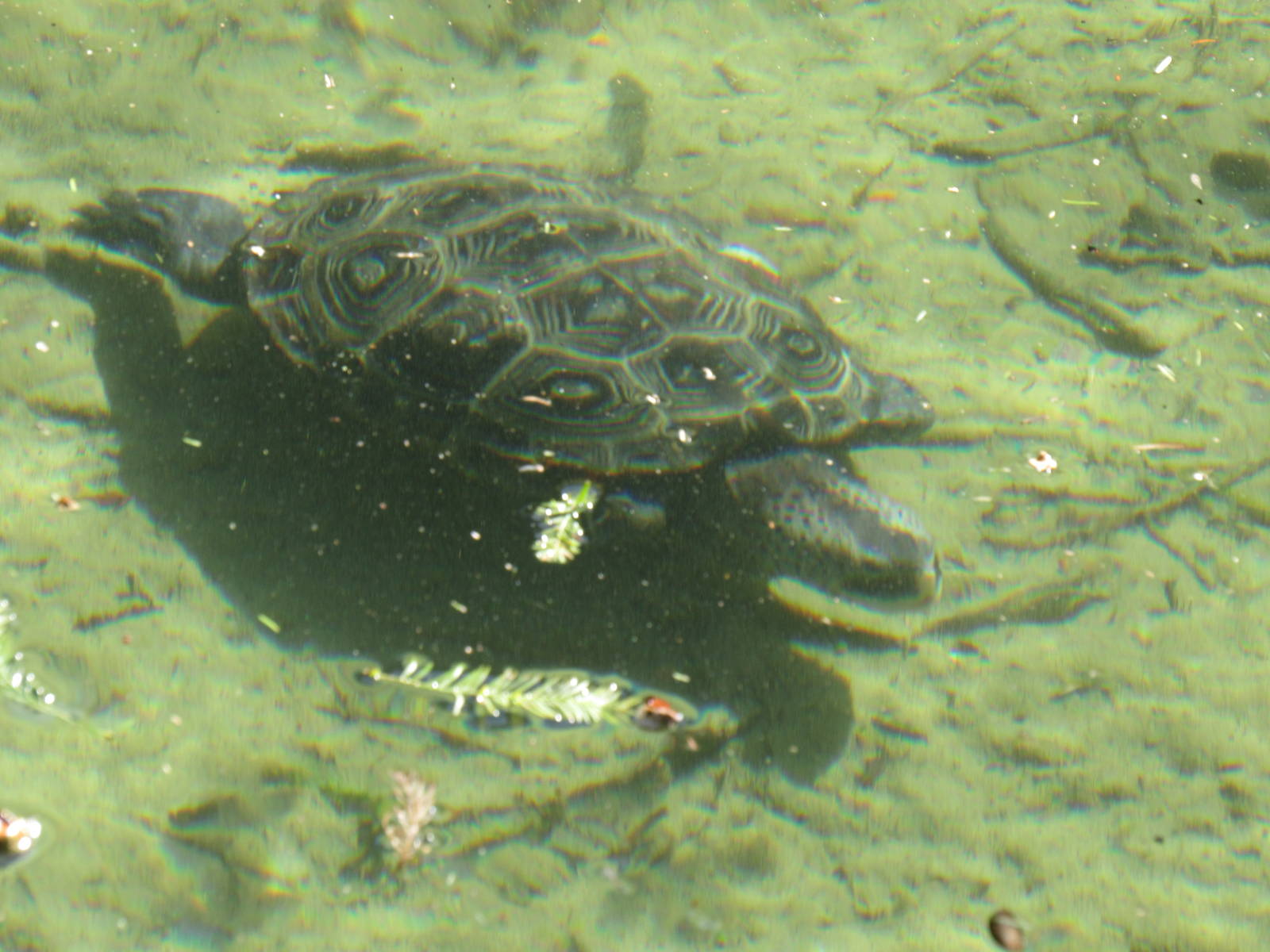 Diamondback Terrapin