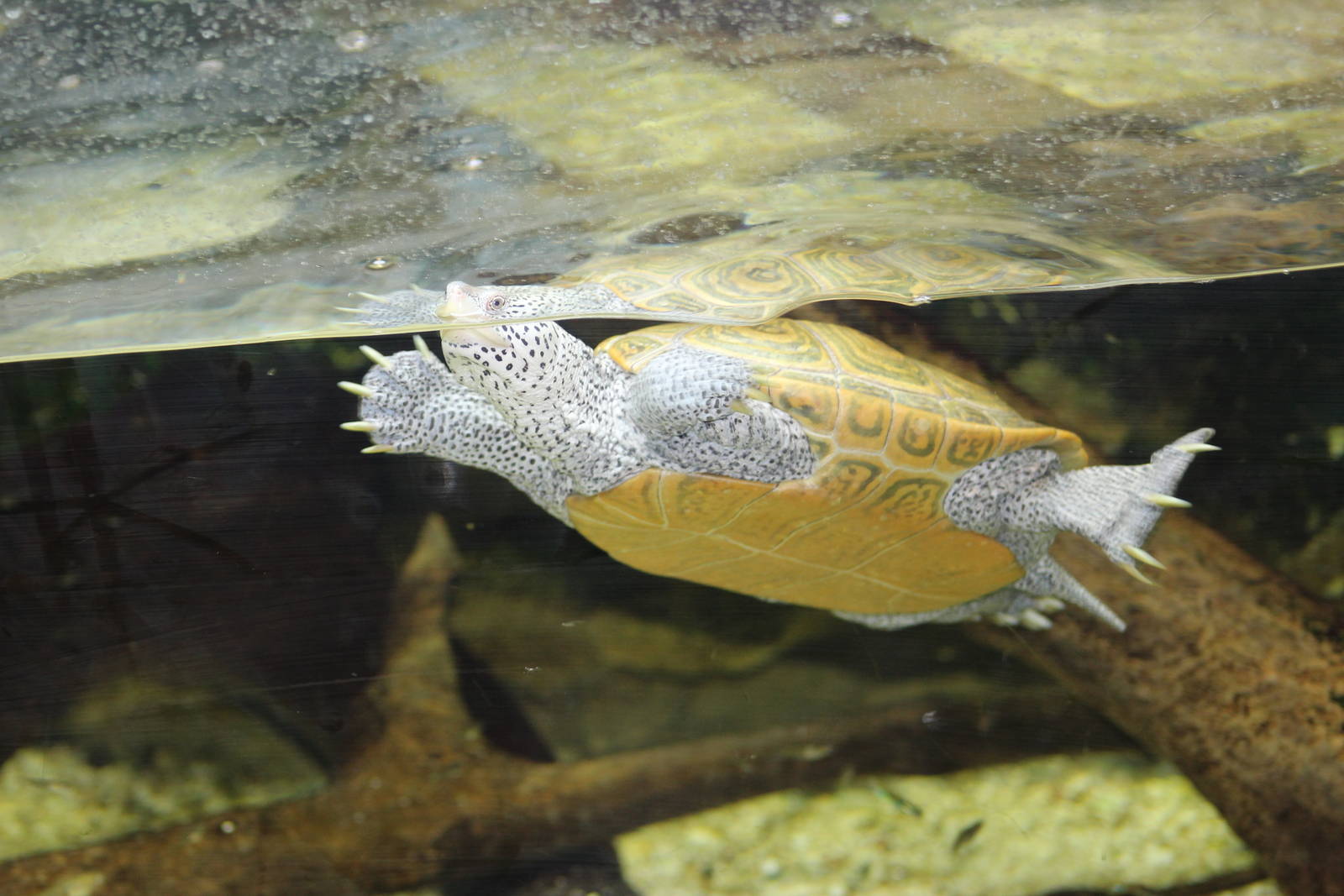 Diamondback Terrapin