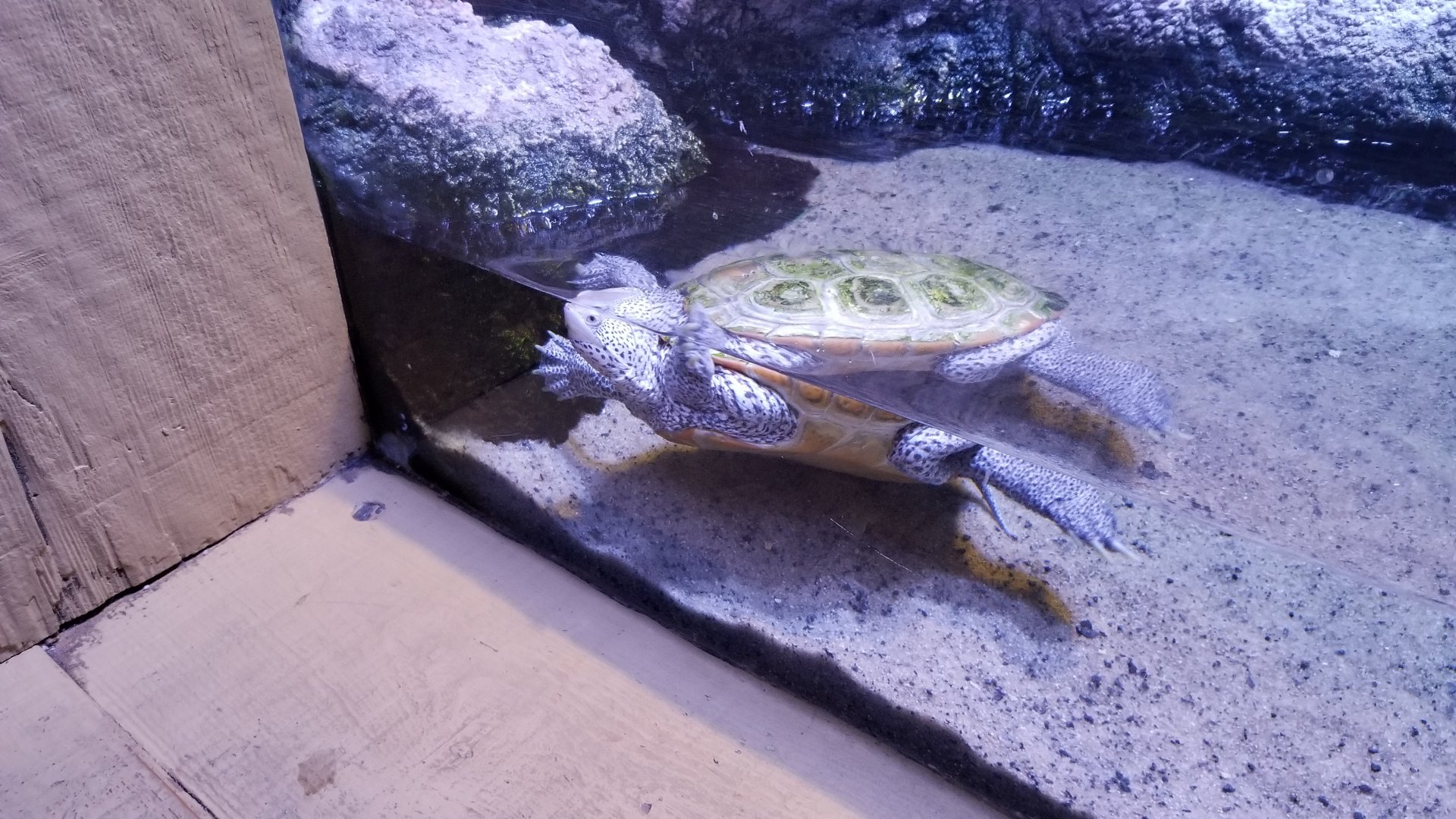 Diamondback Terrapin