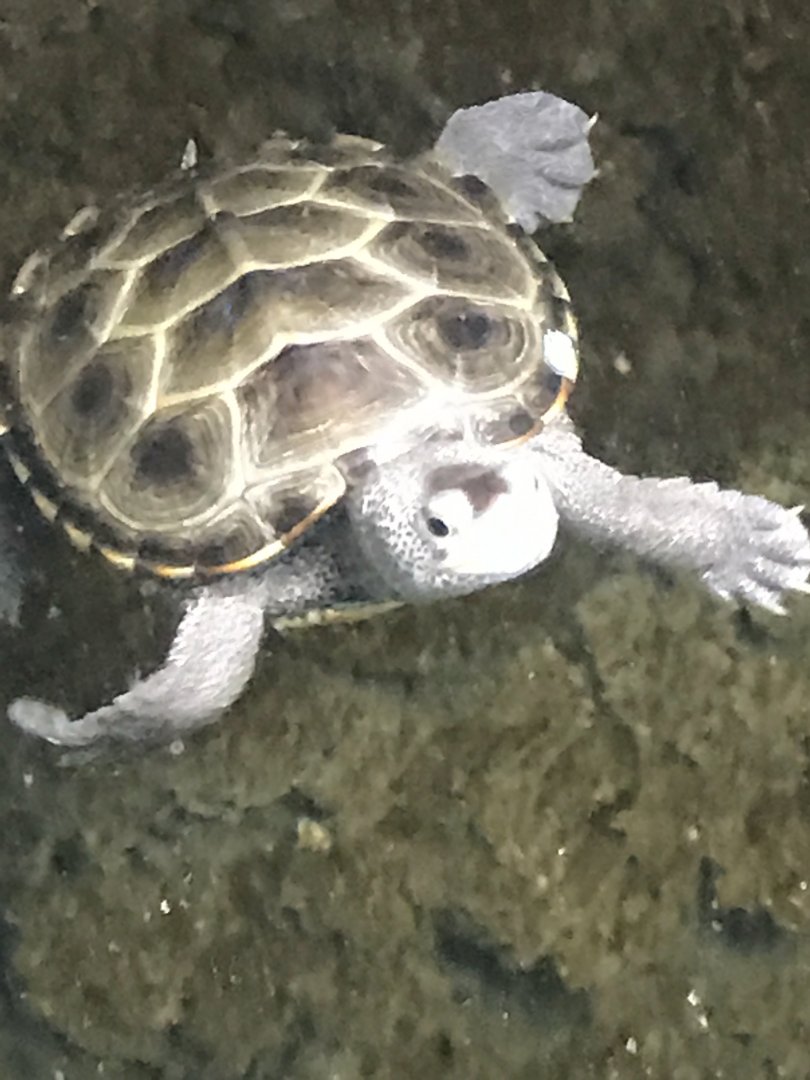 Diamondback terrapin