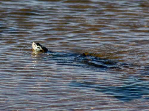 Diamondback Terrapin