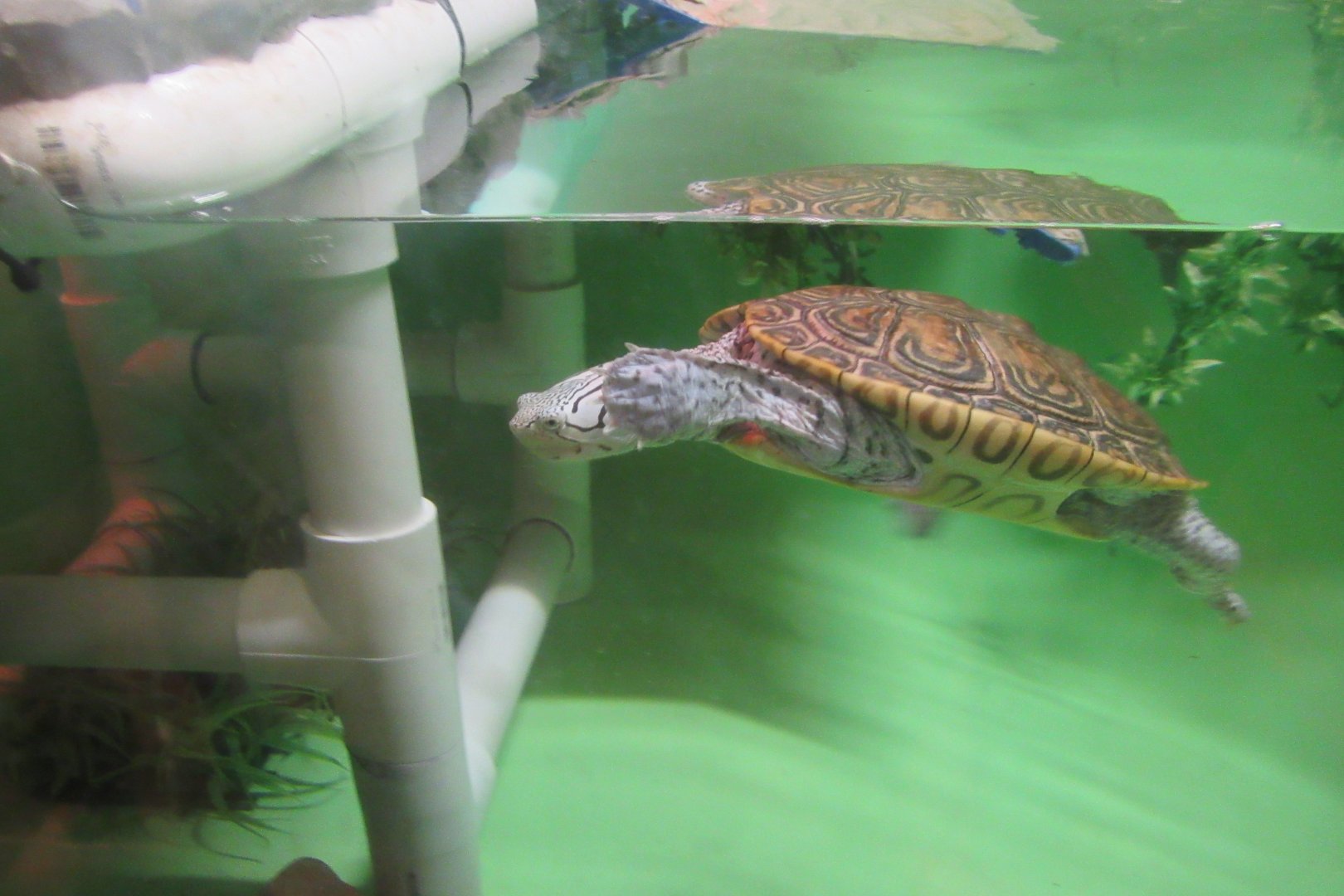 Diamondback terrapin