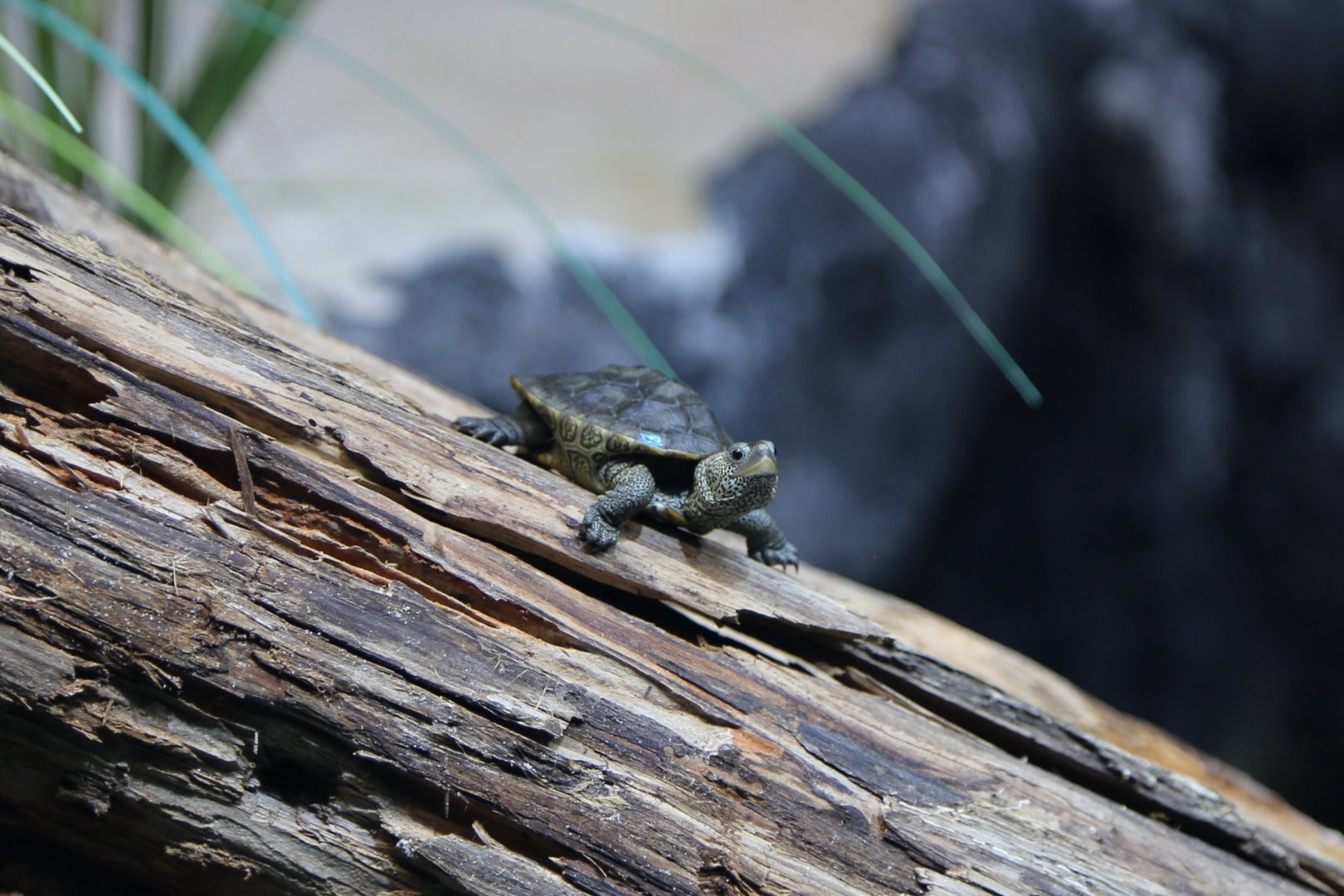 Diamondback Terrapin