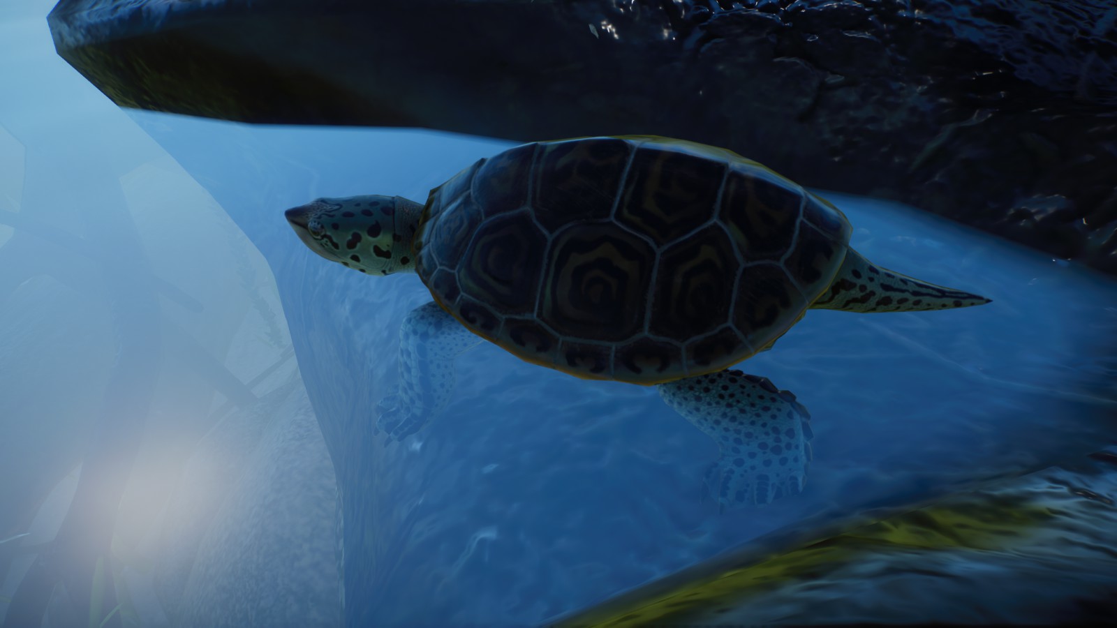 Diamondback Terrapin