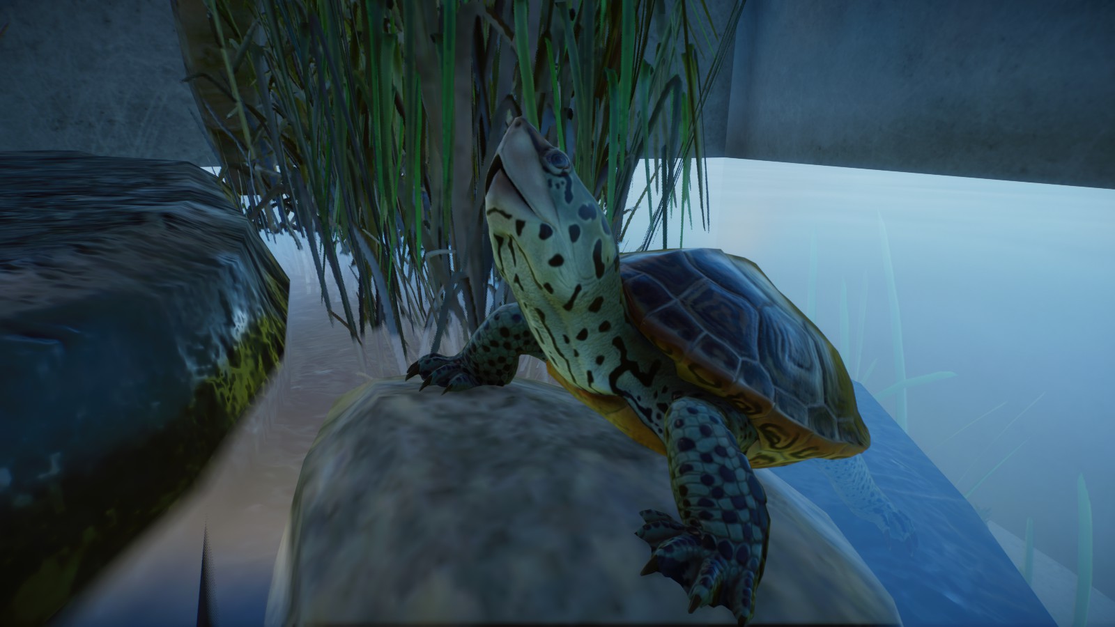 Diamondback Terrapin