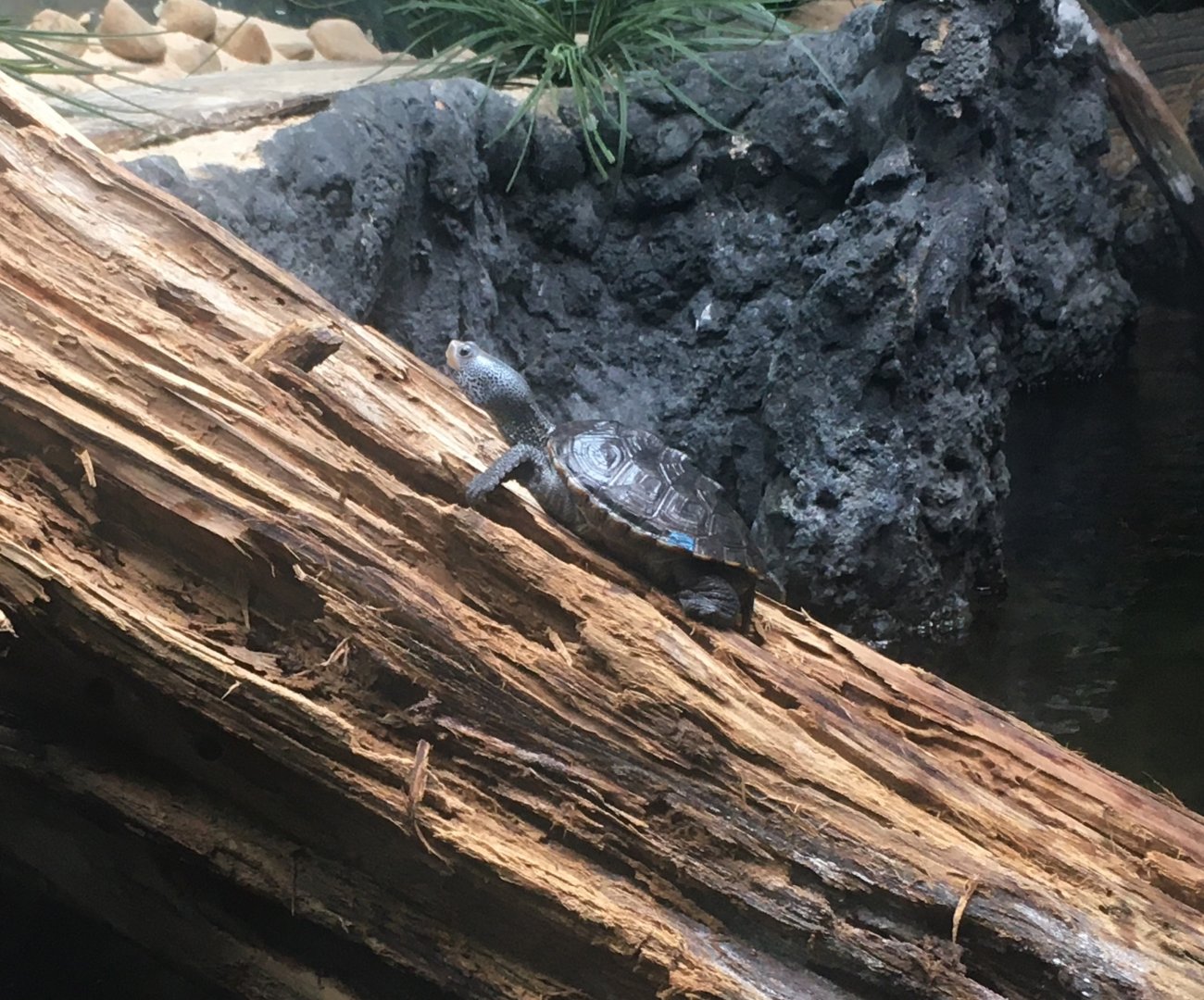 Diamondback terrapin