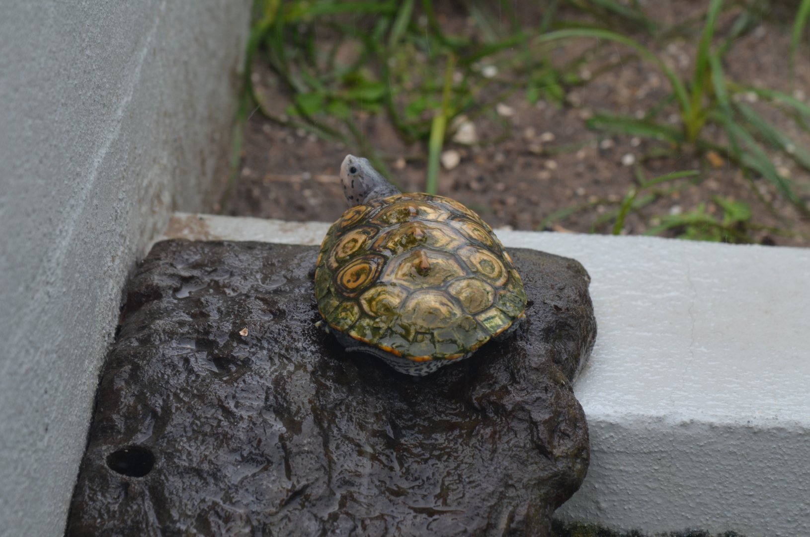 Diamondback Terrapin