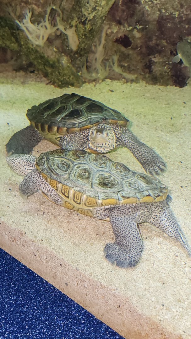 Diamondback Terrapin