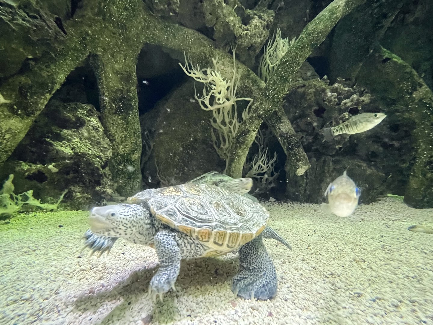 Diamondback Terrapin