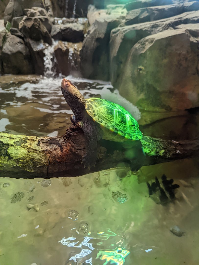 Diamondback Terrapin