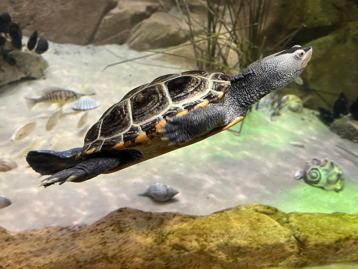 Diamondback Terrapin