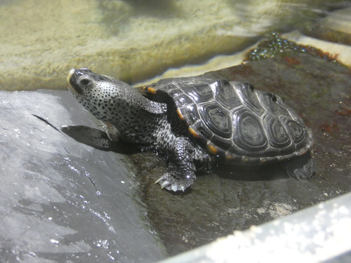Diamondback terrapin