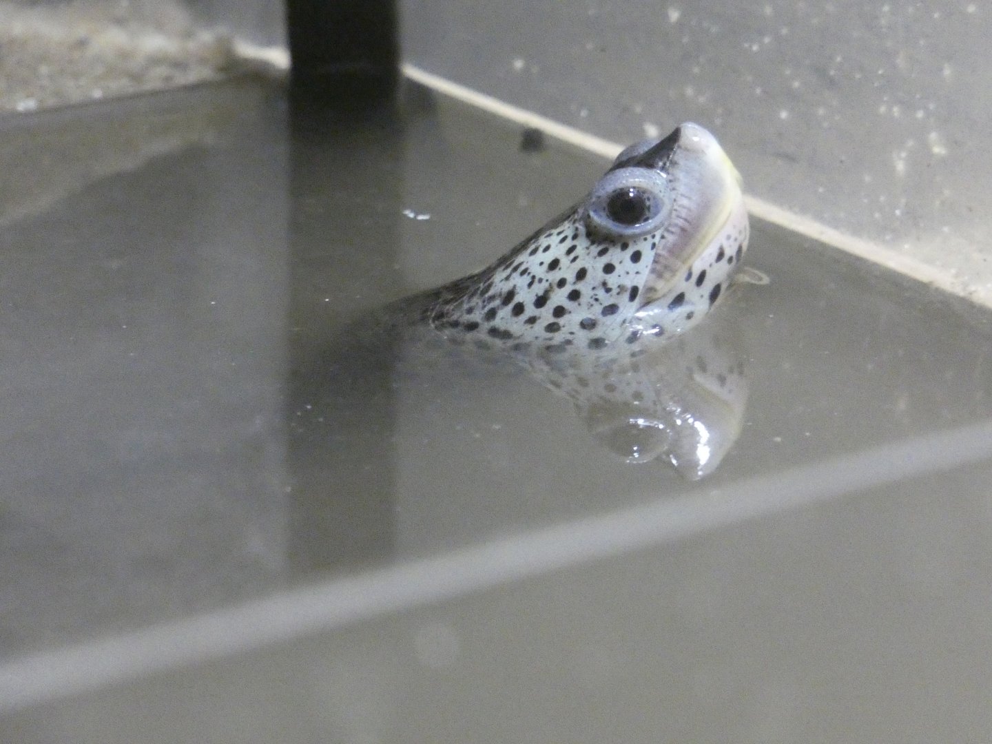 Diamondback terrapin