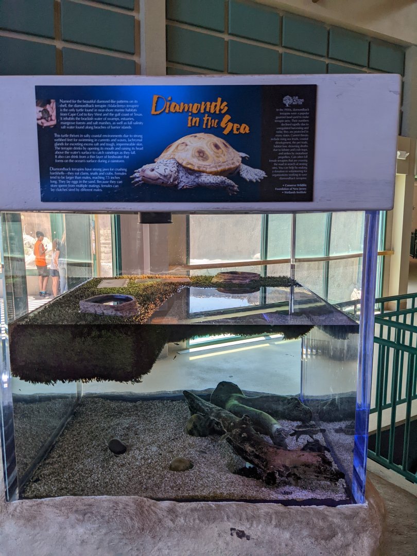 Diamondback terrapins tank