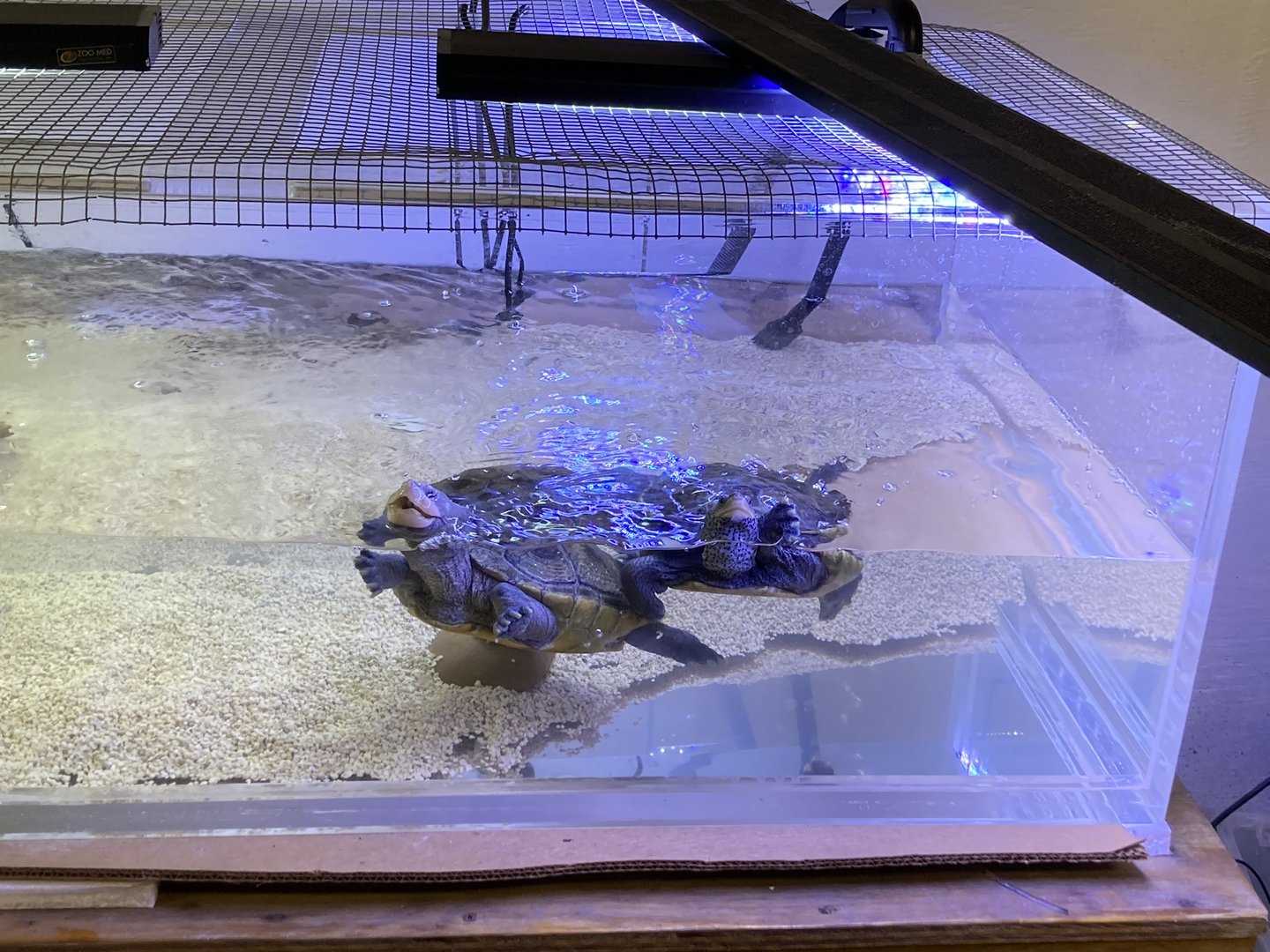 Diamondback terrapins