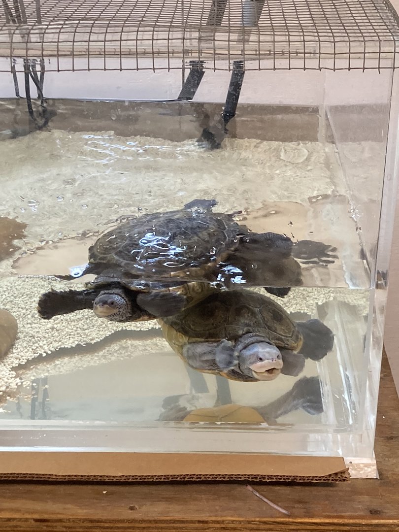 Diamondback Terrapins