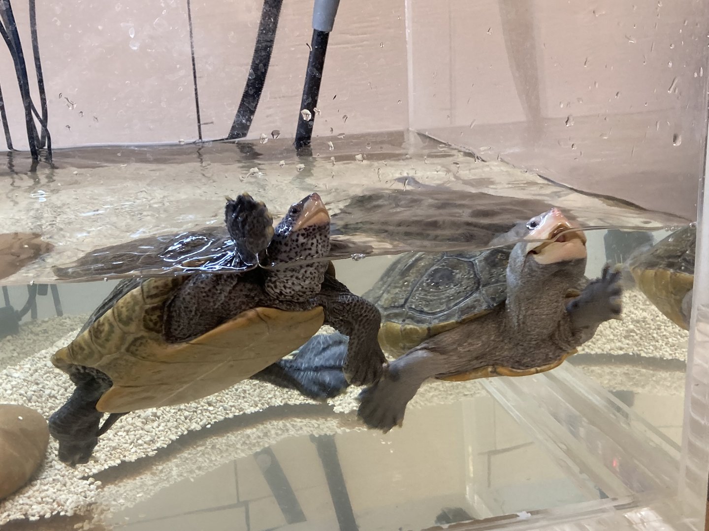 Diamondback Terrapins