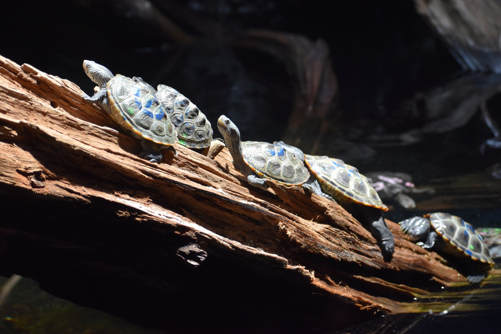 Diamondback Terrapins