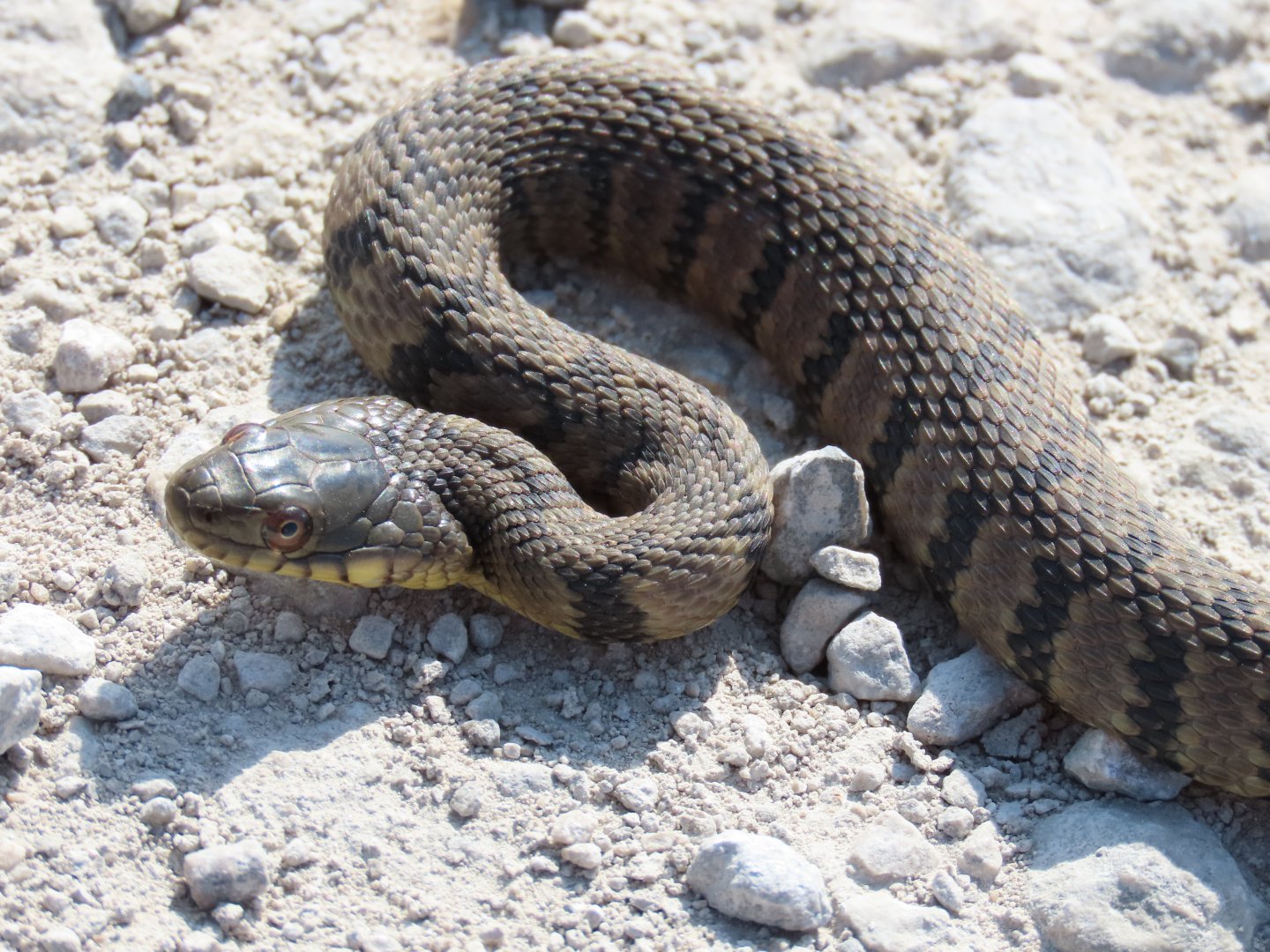 Diamondback Watersnake (Nerodia rhombifer)