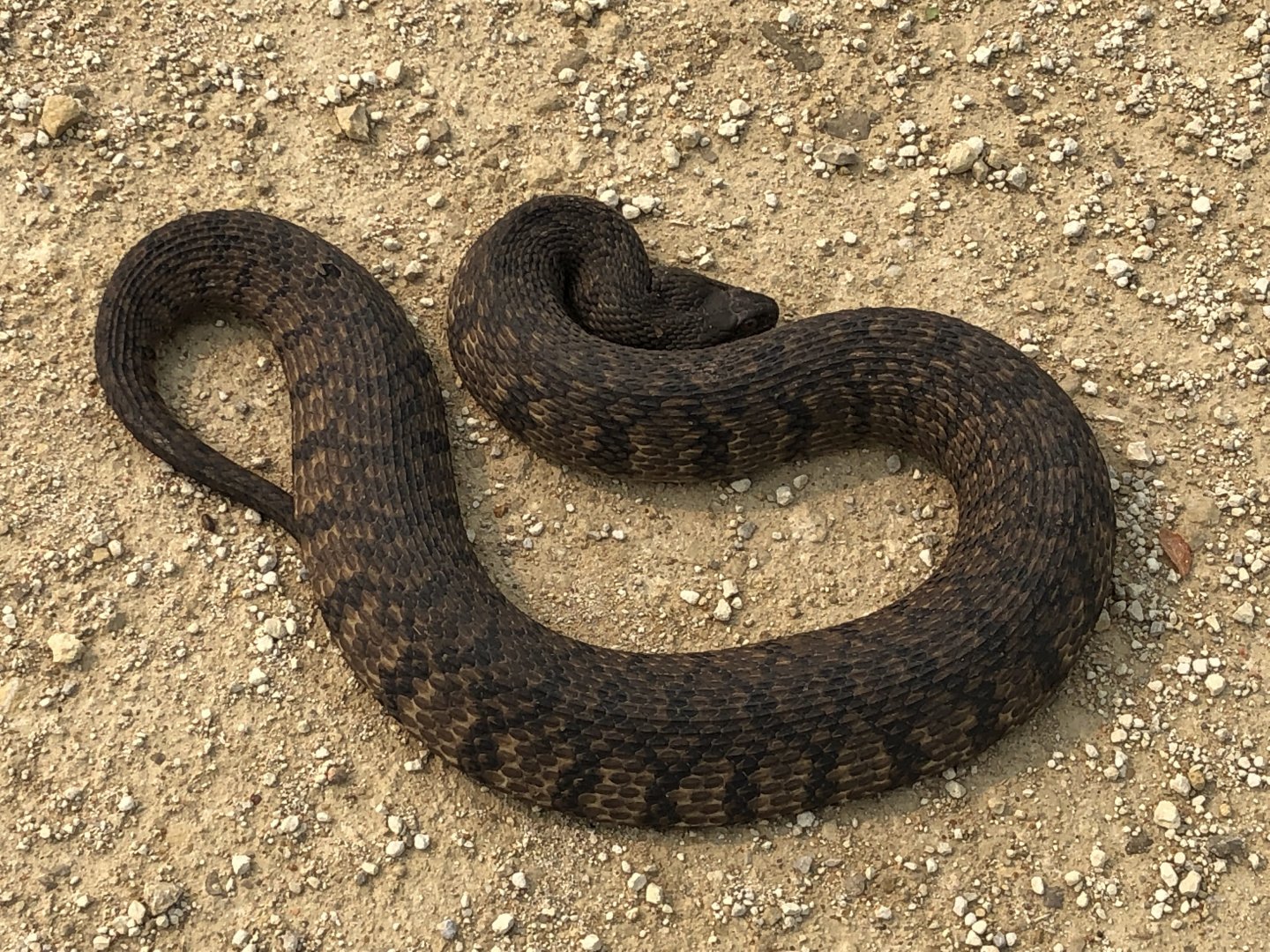 Diamondback Watersnake