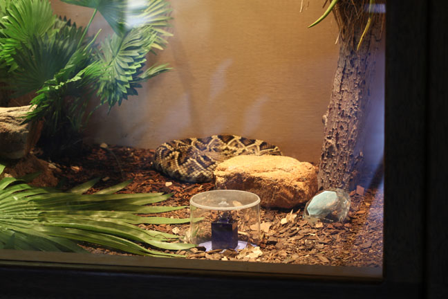 diamonds in the desert