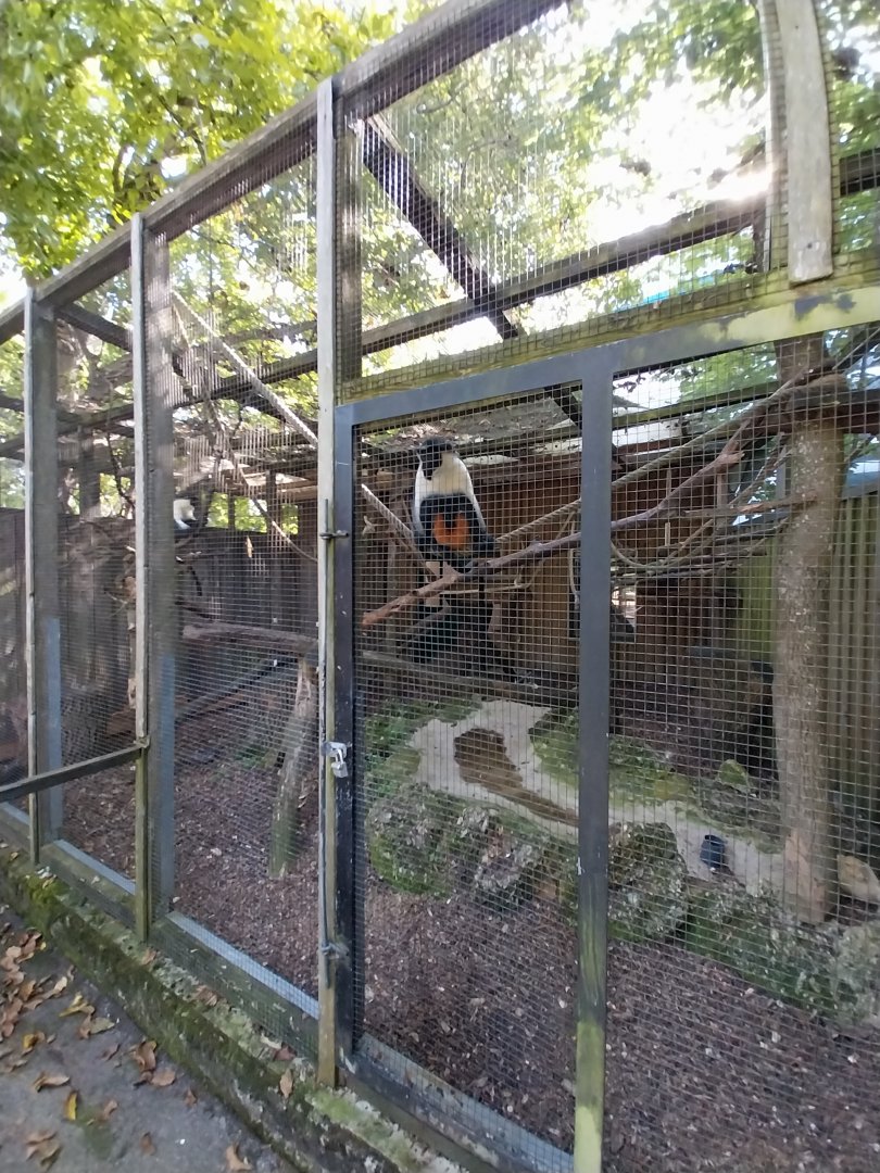 Diana guenon (Cercopithecus diana)