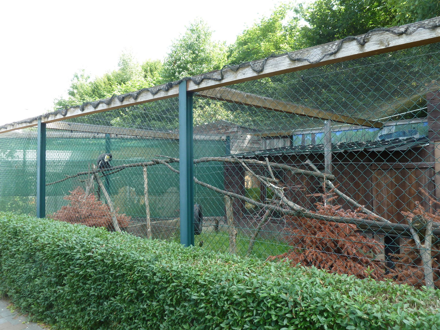 Diana guenon enclosure