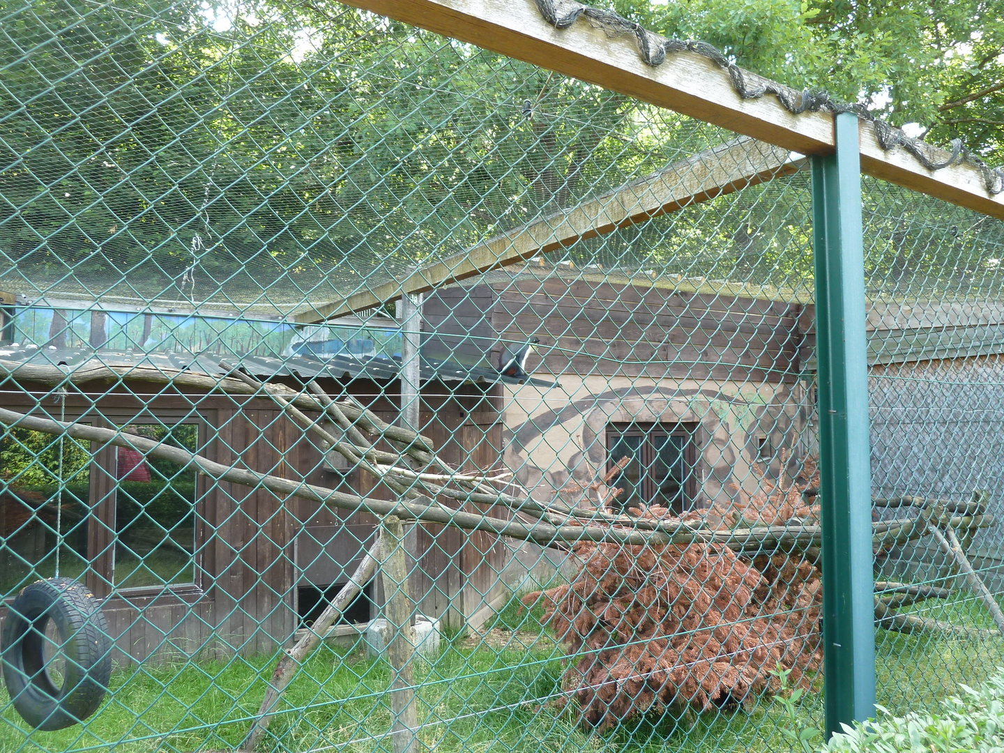 Diana guenon enclosure