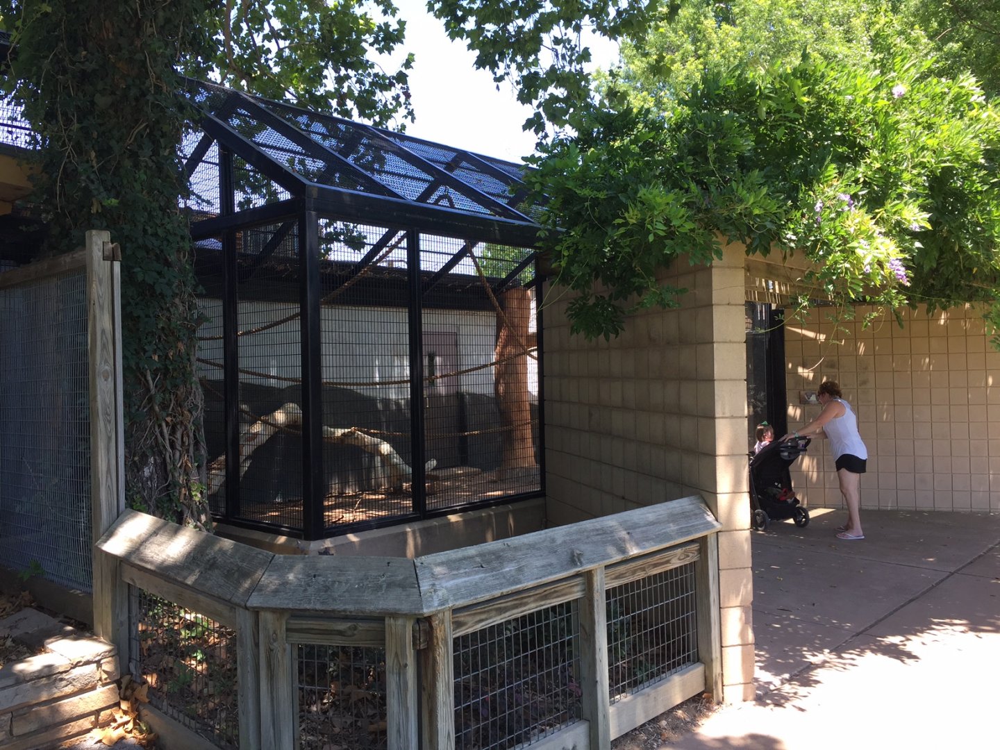 Diana guenon outdoor exhibit on side of the Conservation Center