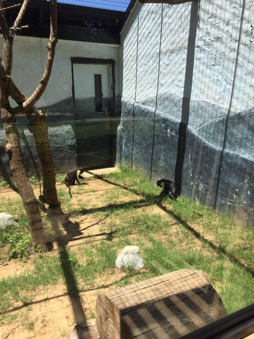 Diana guenons in outdoor exhibit