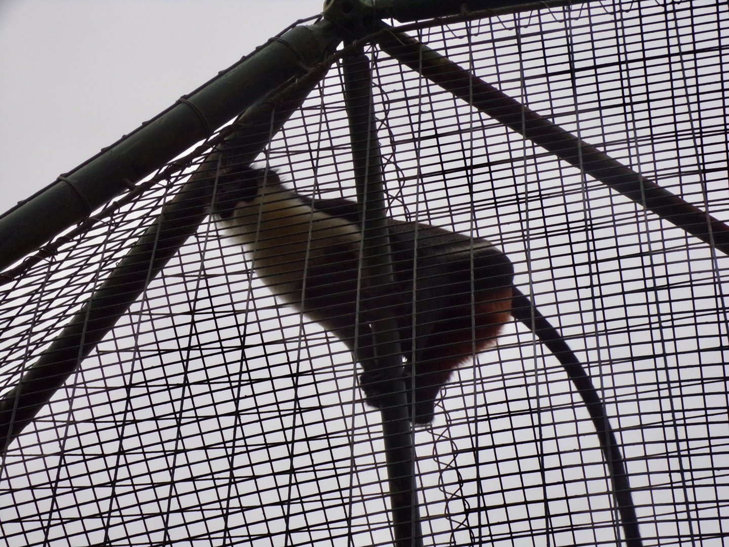 Diana monkey 11.2.25