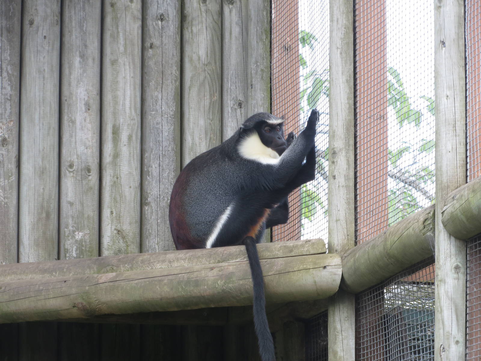 Diana Monkey 110715