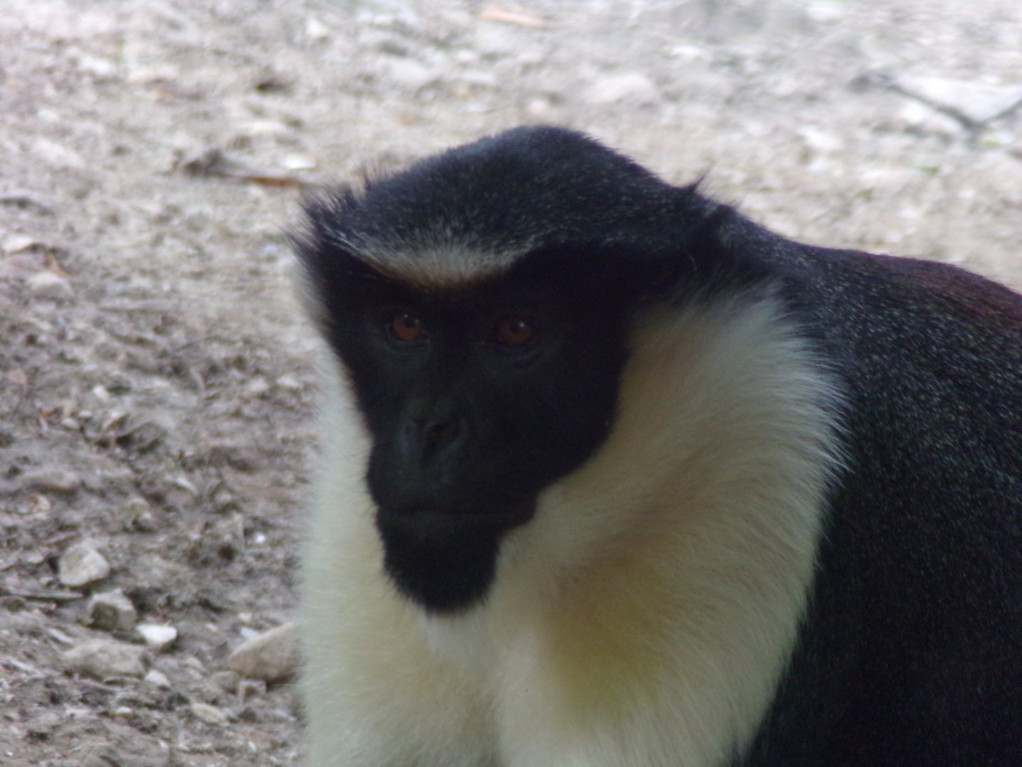 Diana monkey 13.7.25