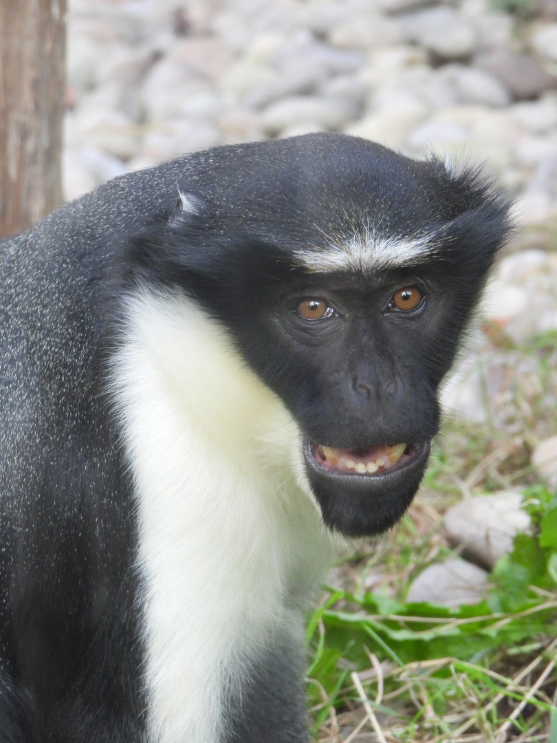Diana Monkey- 6th October 2023