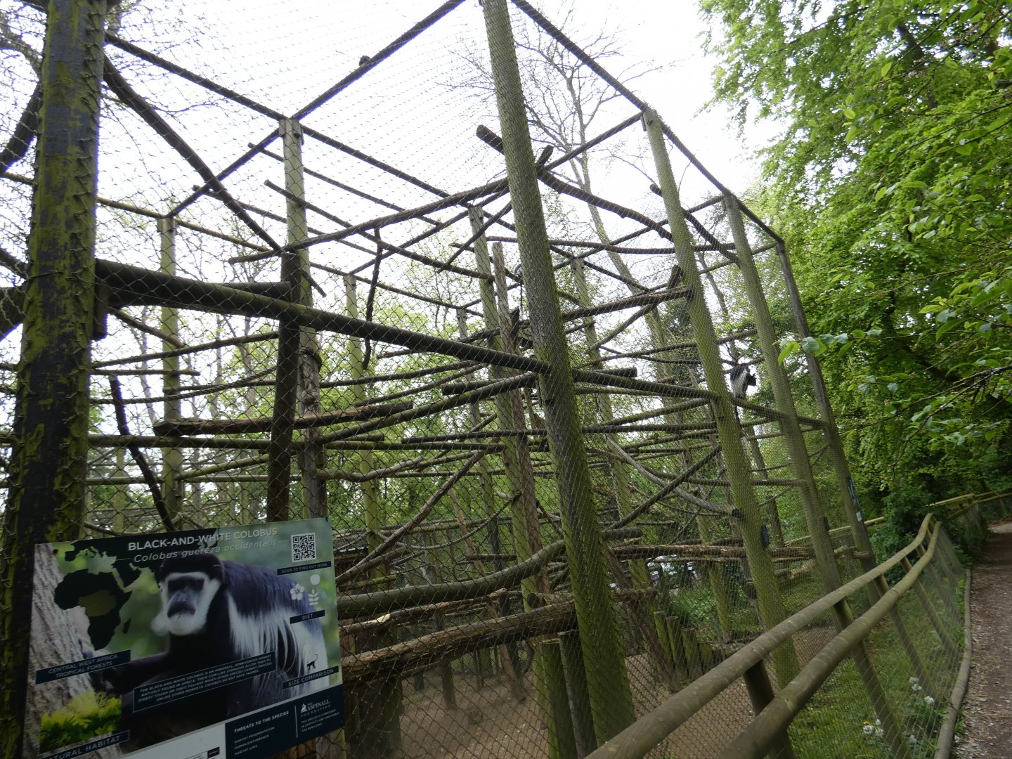 Diana monkey and Colobus monkey enclosure