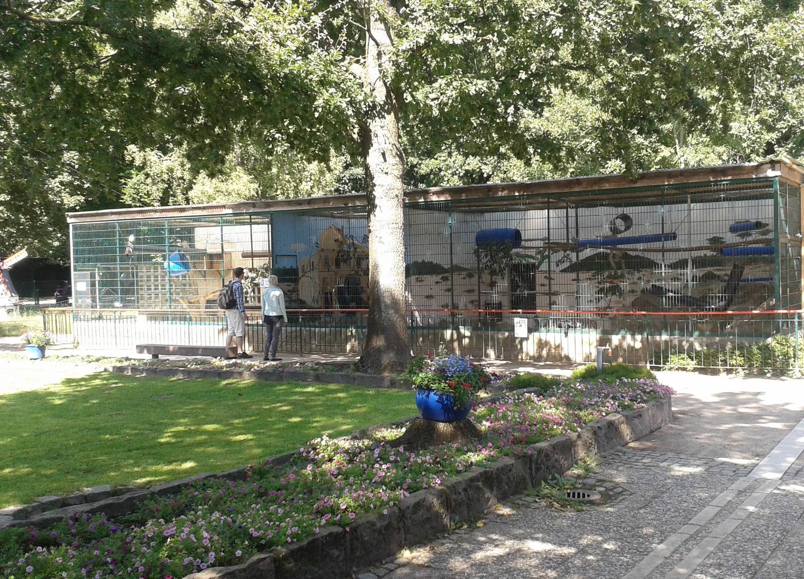 Diana monkey and mangabey enclosure