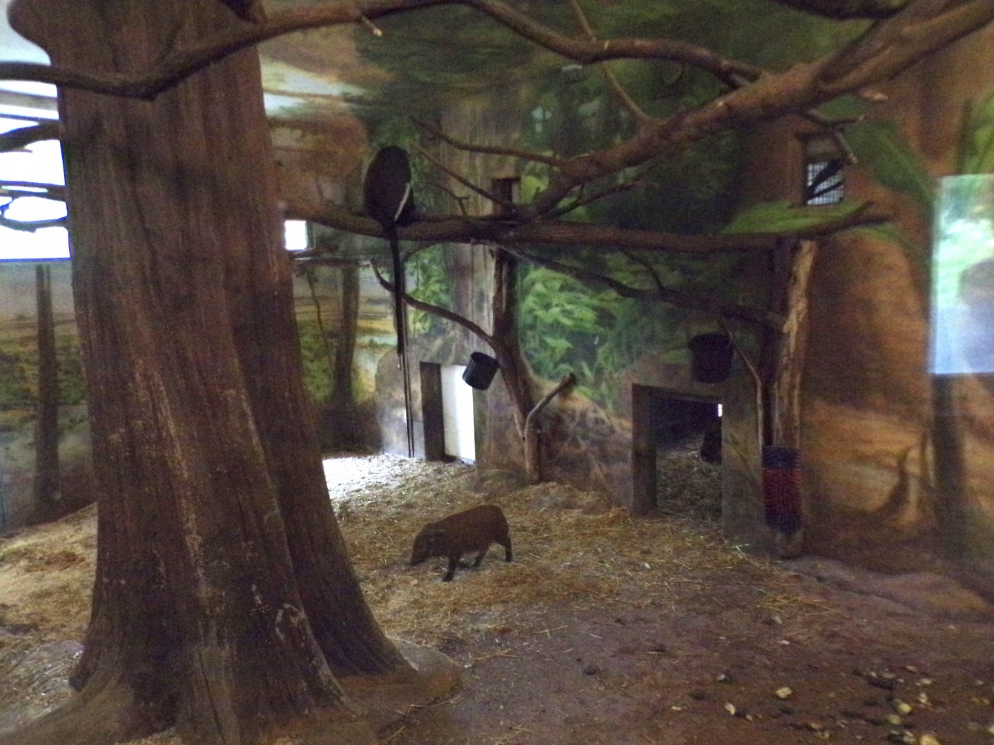 Diana monkey and red river hog indoors 13.7.25